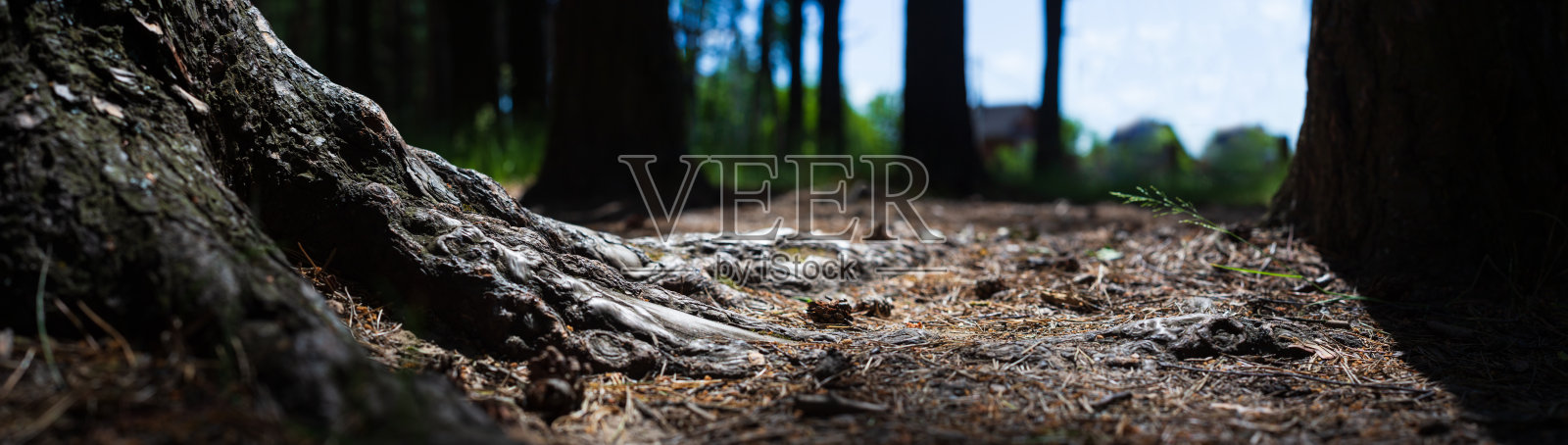 特写森林中的松树根。低视角的自然景观与强烈的模糊背景。生态环境照片摄影图片