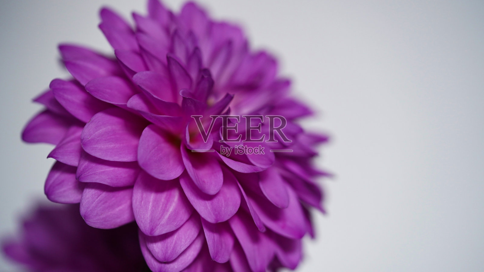 一个明亮的紫色特写，紫罗兰，丁香大丽花开花，正式的装饰型，背景的其他大丽花和叶子，美丽的花朵，特写，选择性对焦，复制空间。照片摄影图片