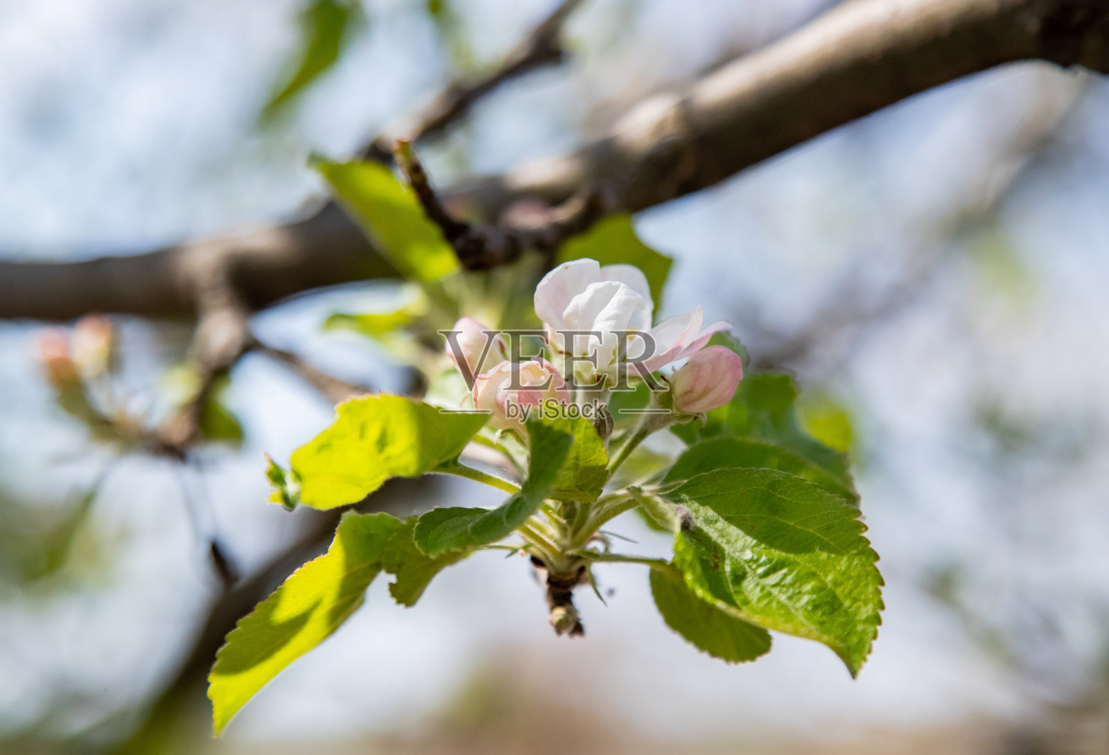 苹果在春天开花照片摄影图片