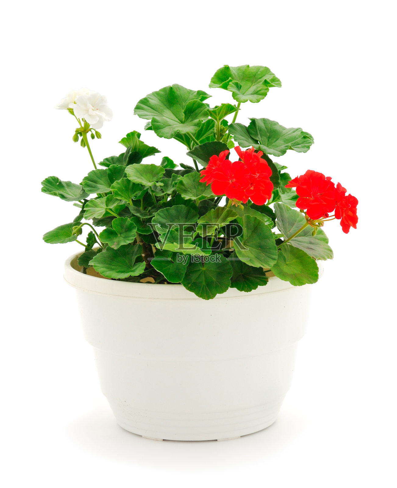 漂亮的天竺葵花盆。照片摄影图片