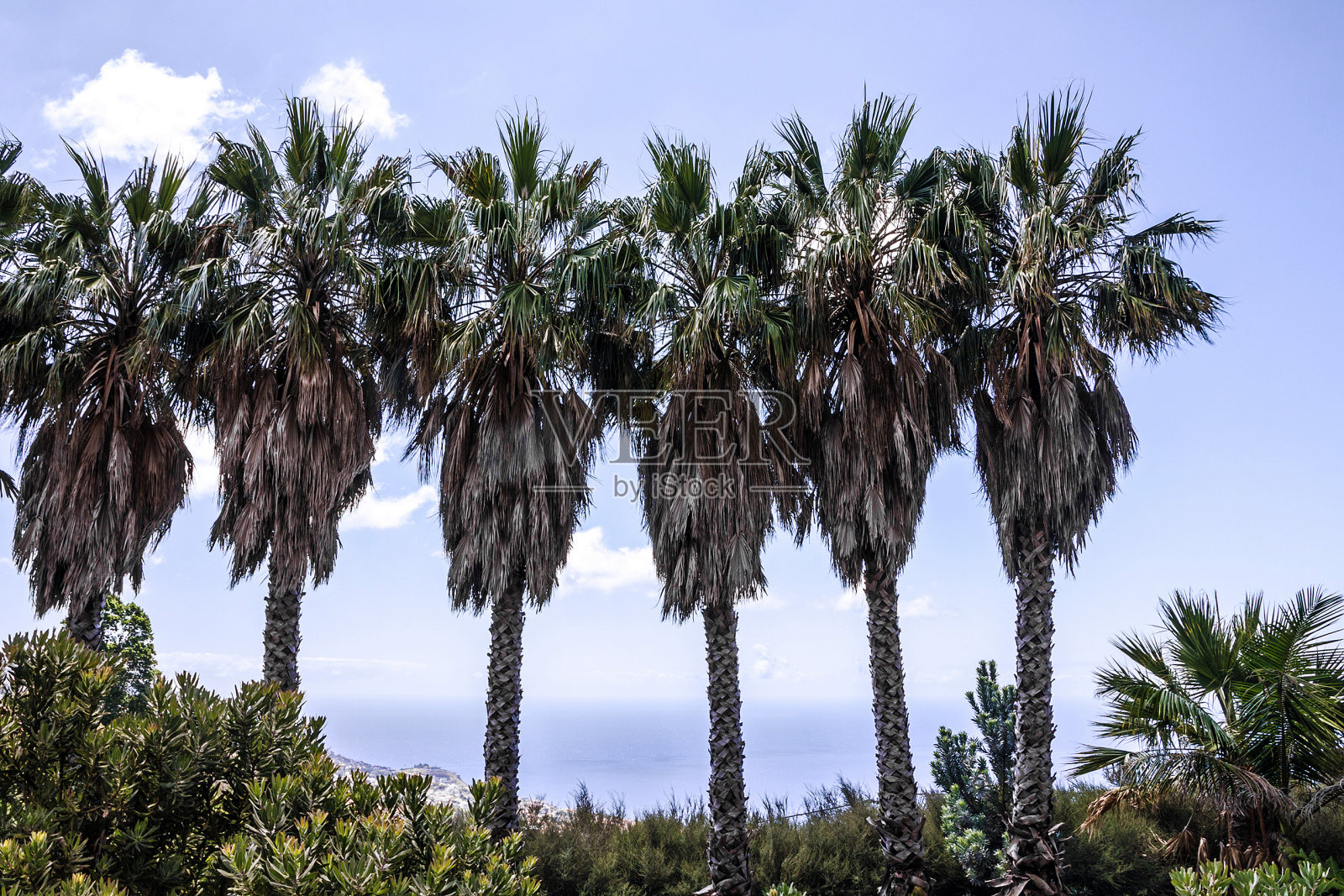 棕榈树。葡萄牙马德拉岛Funchal热带植物园照片摄影图片