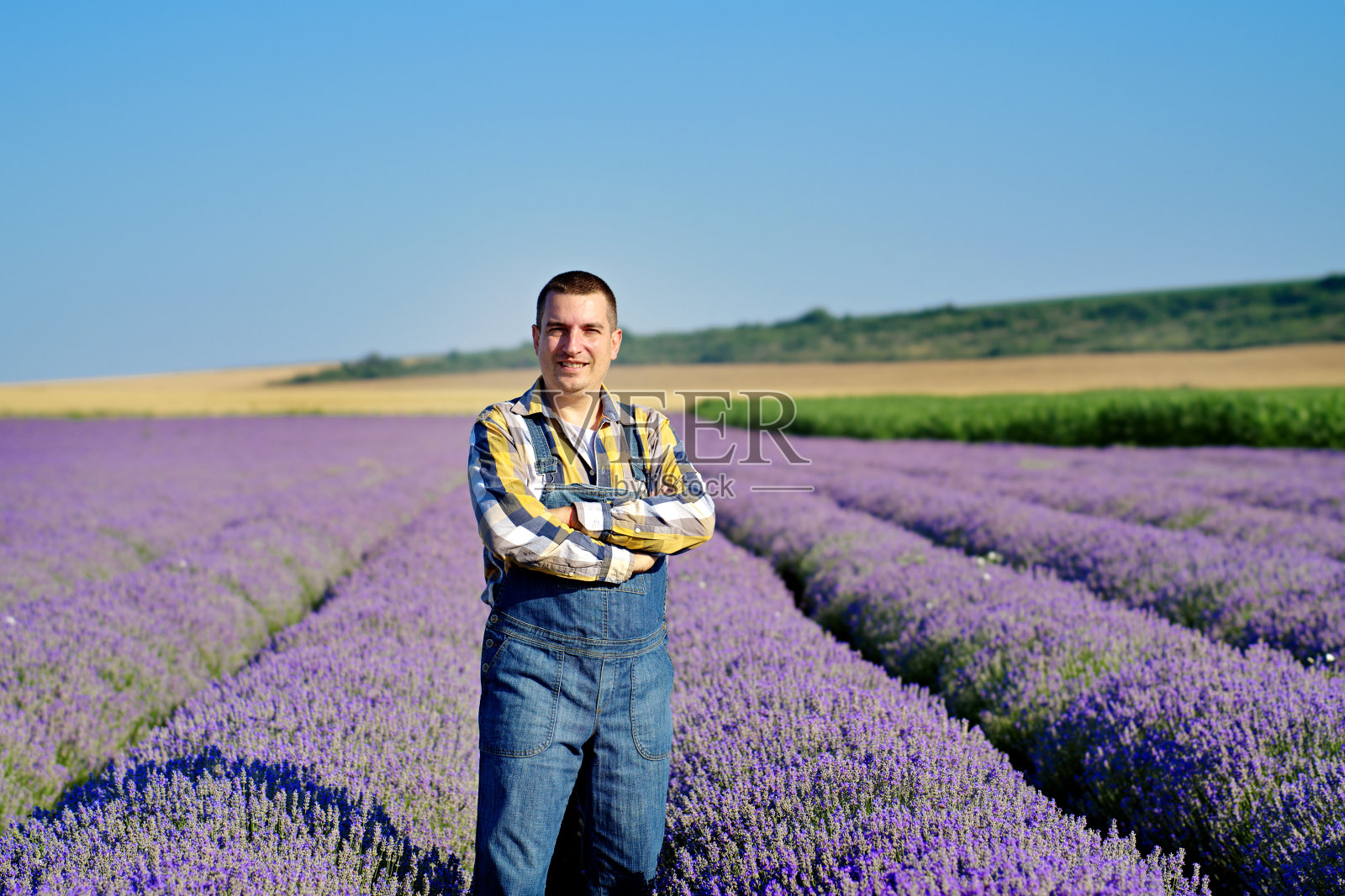 农夫在他的薰衣草地里玩得很开心照片摄影图片