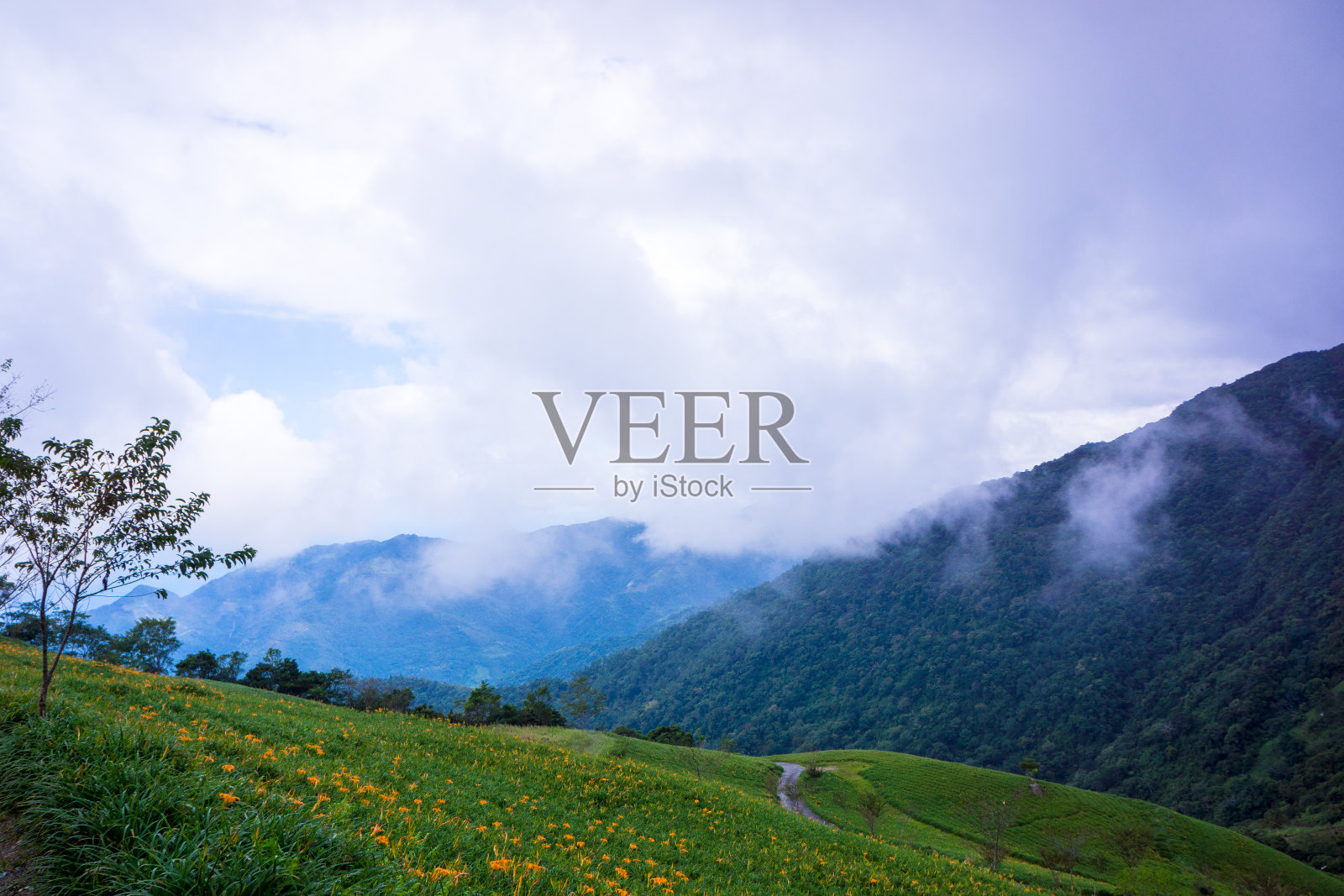 台湾，台东台马里的王友谷，山间谷间满是金针花。照片摄影图片