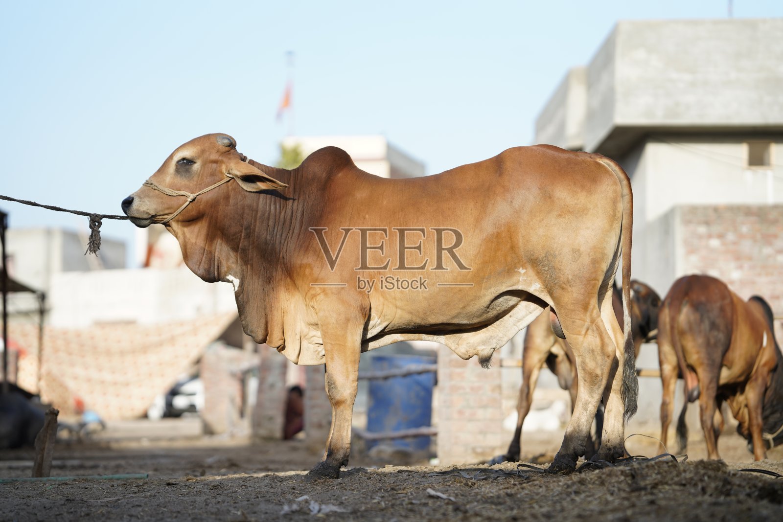 漂亮的奶牛正在待售照片摄影图片