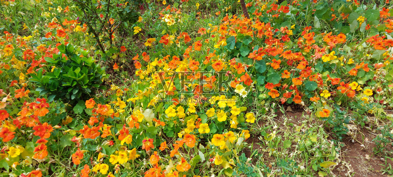 菲斯市老麦地那的Jnan Sbil公园里黄色和橙色的花。照片摄影图片