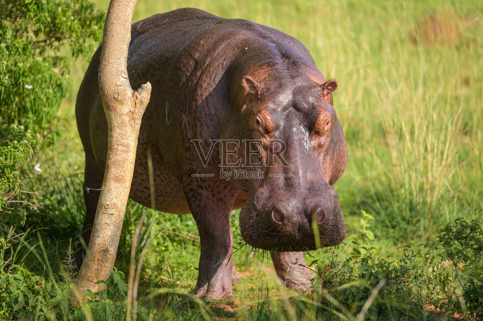 河马在陆地上吃东西的肖像照片摄影图片