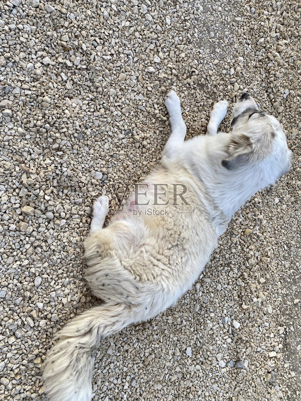 一只可爱的狗狗睡在沙滩上照片摄影图片