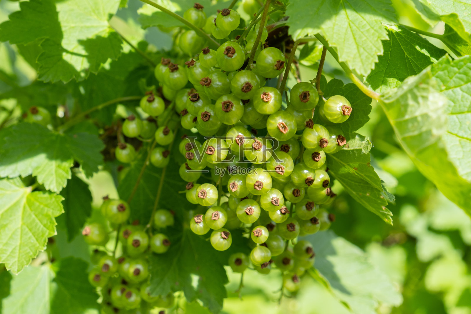 夏天灌木上未成熟的红醋栗，特写图像照片摄影图片