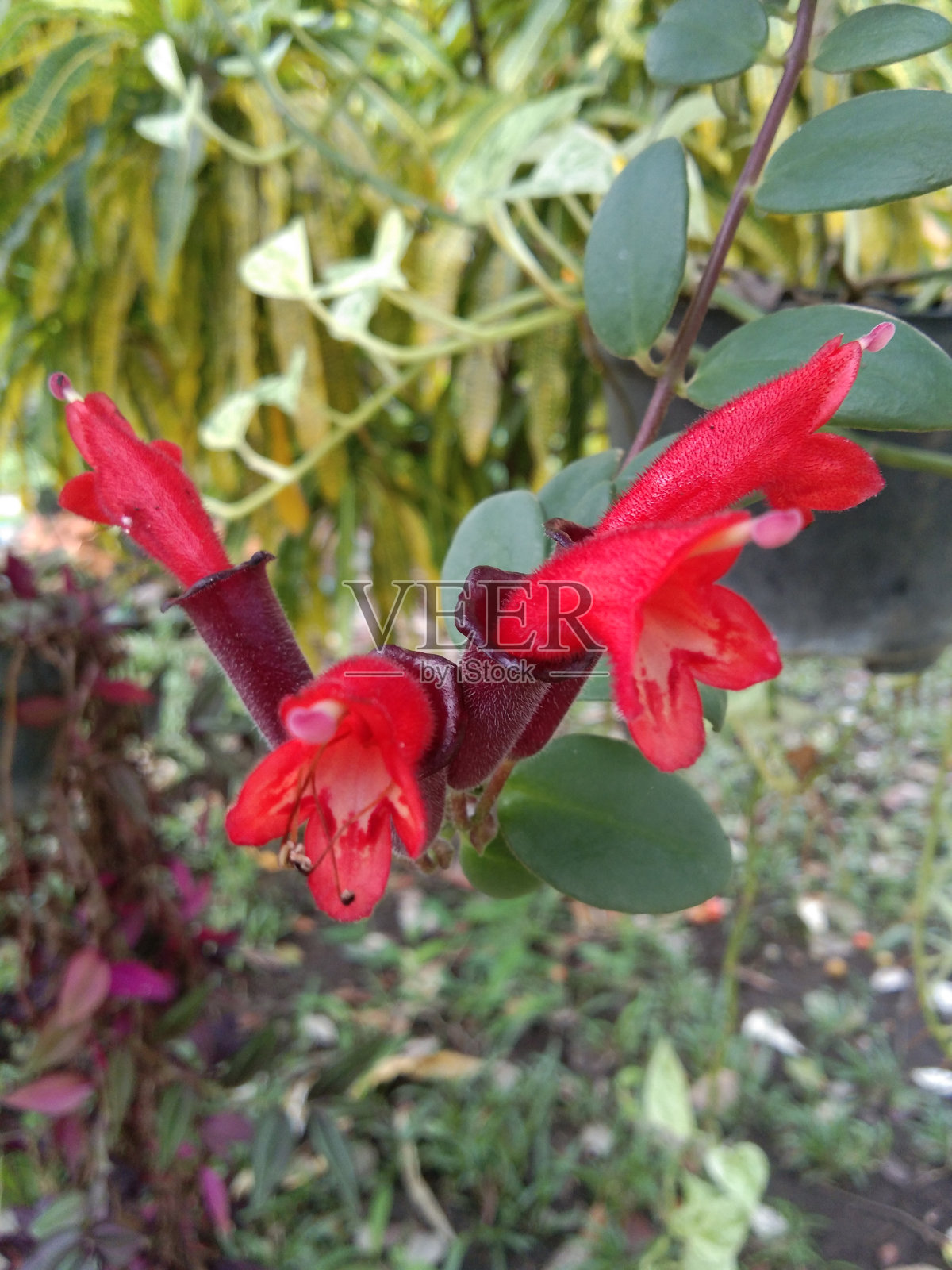 球兰的花照片摄影图片