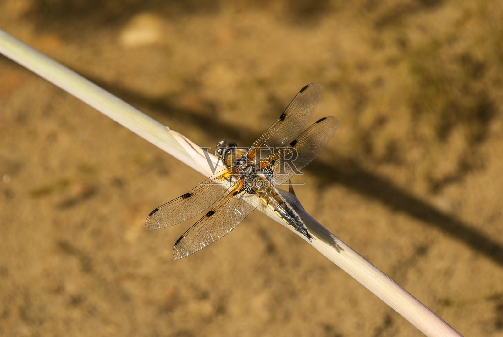 龙飞翔照片摄影图片