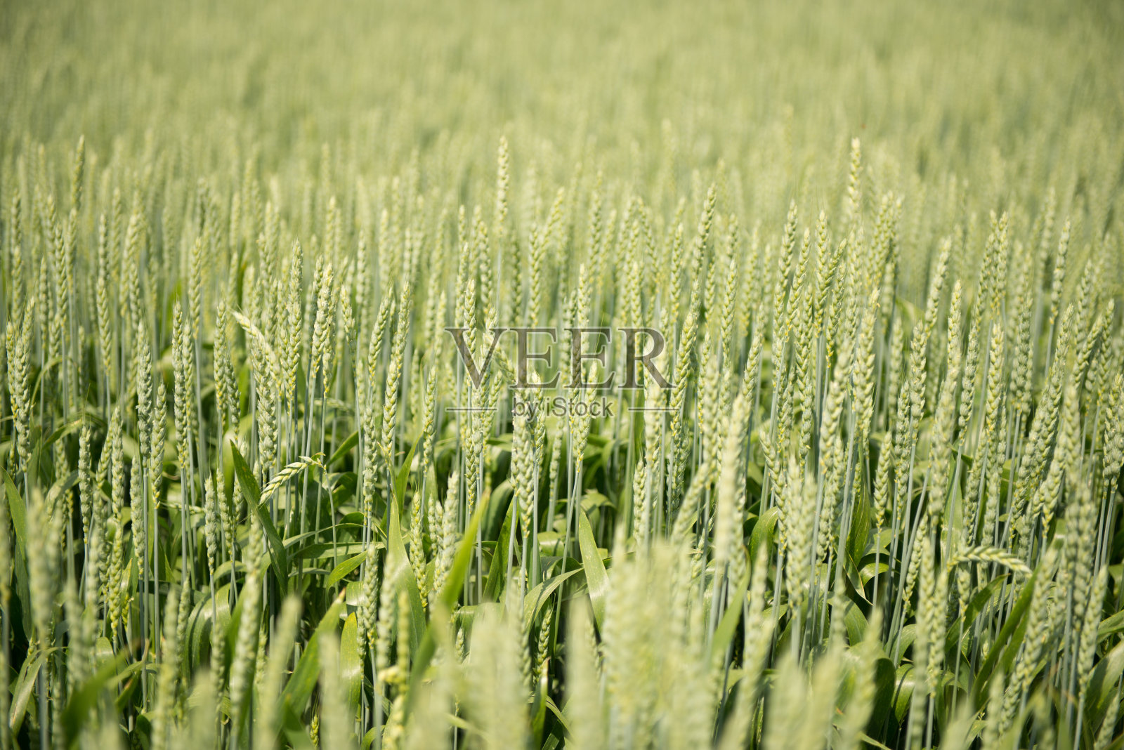 农业景观照片摄影图片