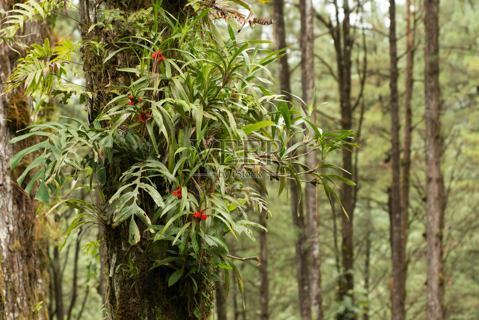 哥斯达黎加自然之旅照片摄影图片