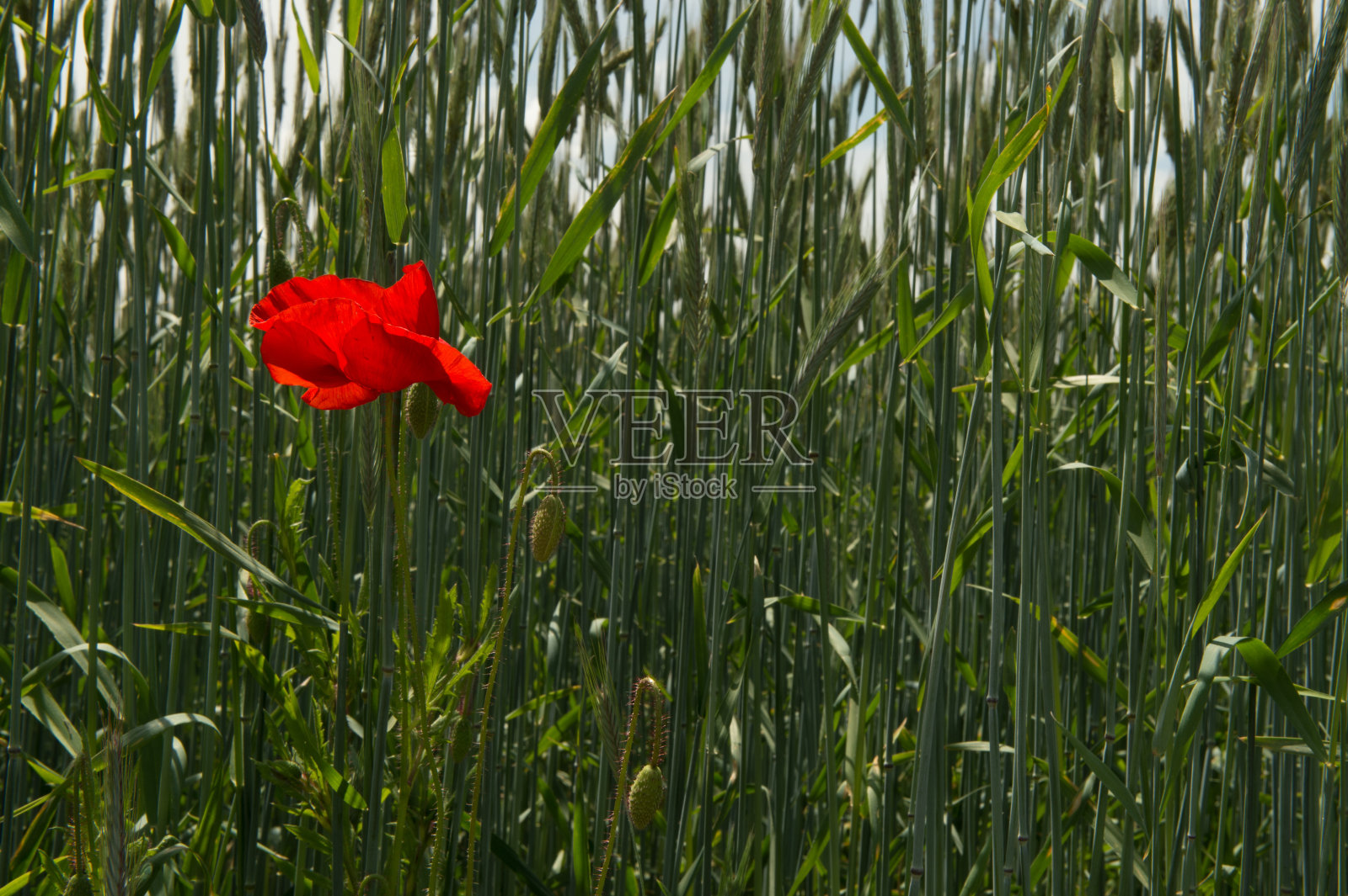 农业景观照片摄影图片