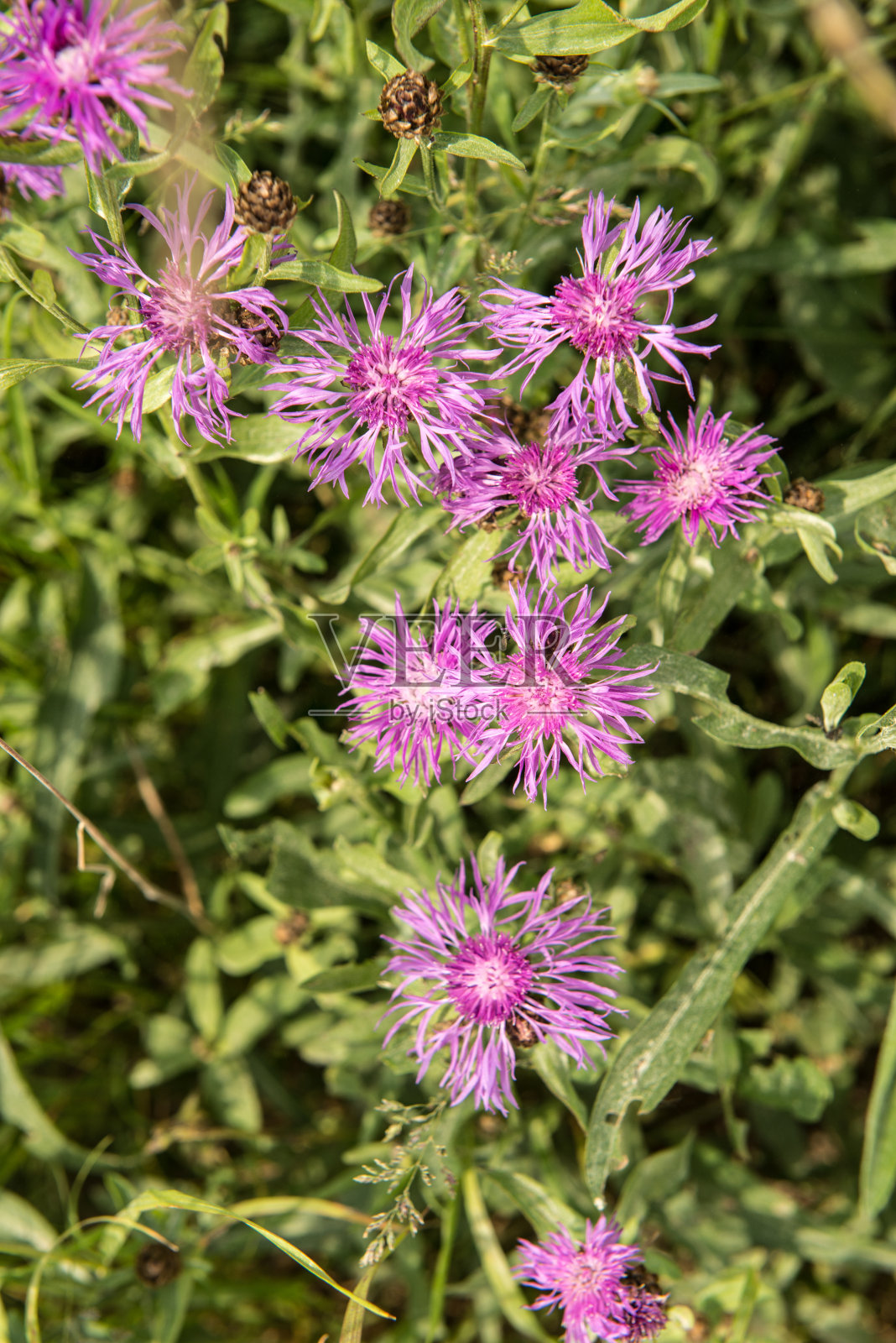 农业景观照片摄影图片