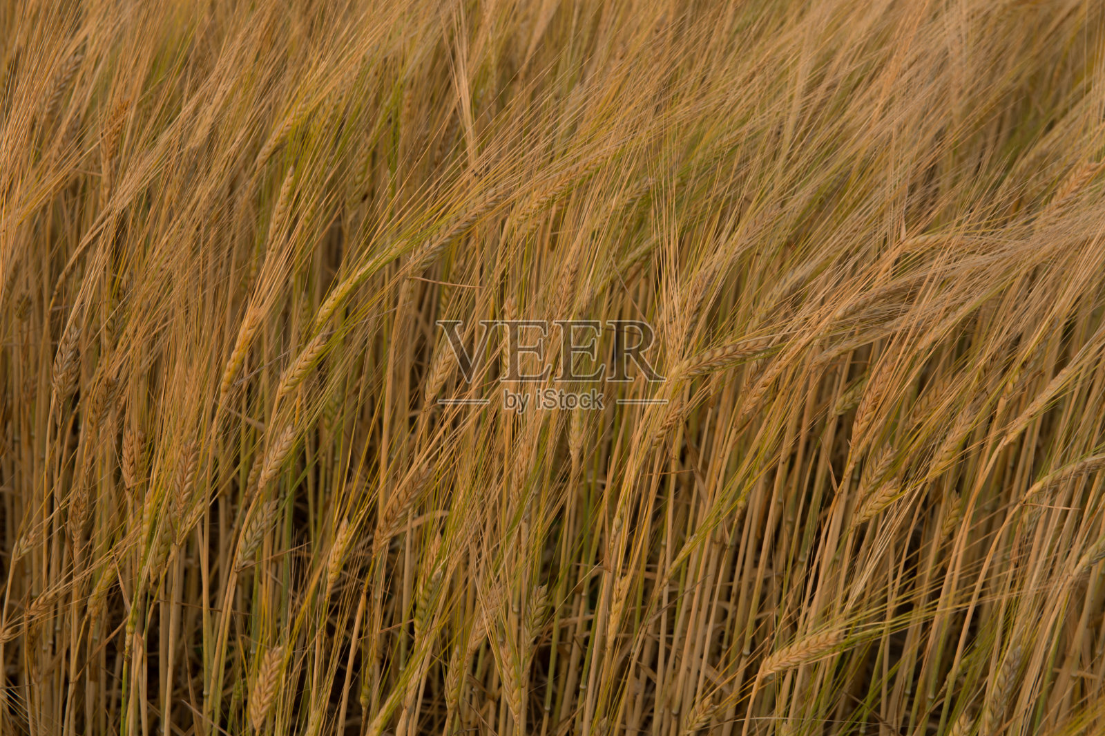 农业景观照片摄影图片