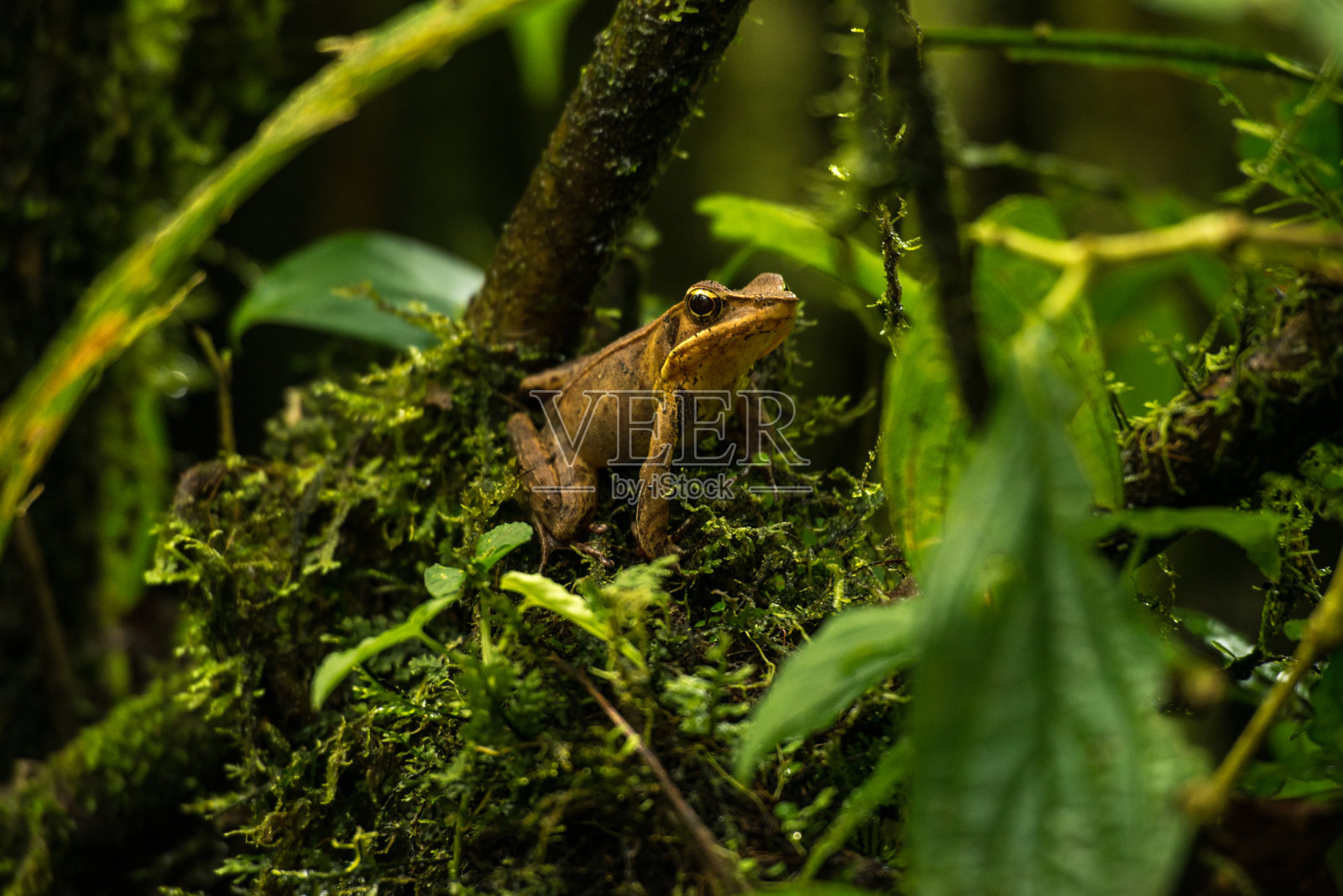 哥斯达黎加自然之旅照片摄影图片