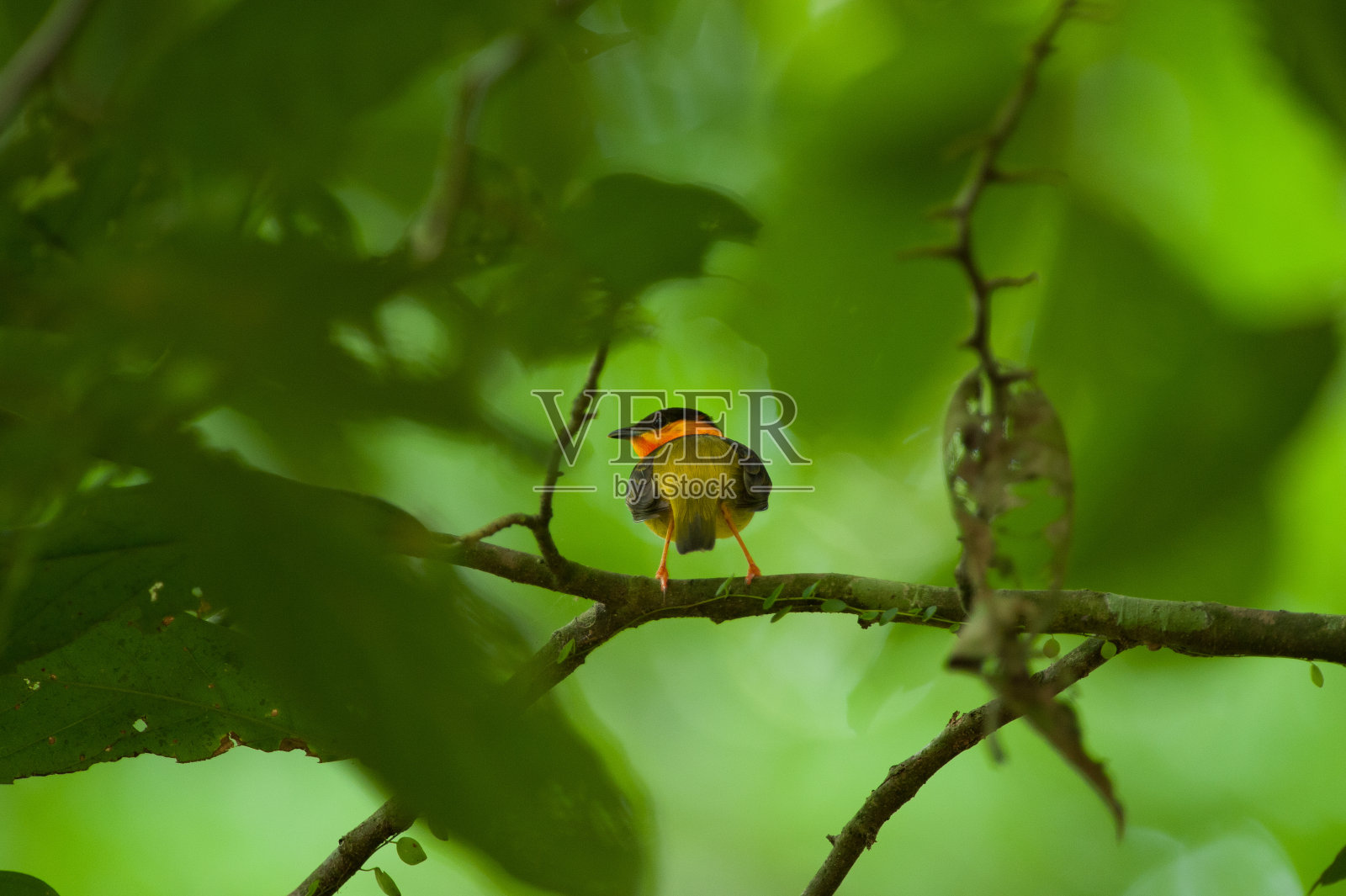 哥斯达黎加自然之旅照片摄影图片