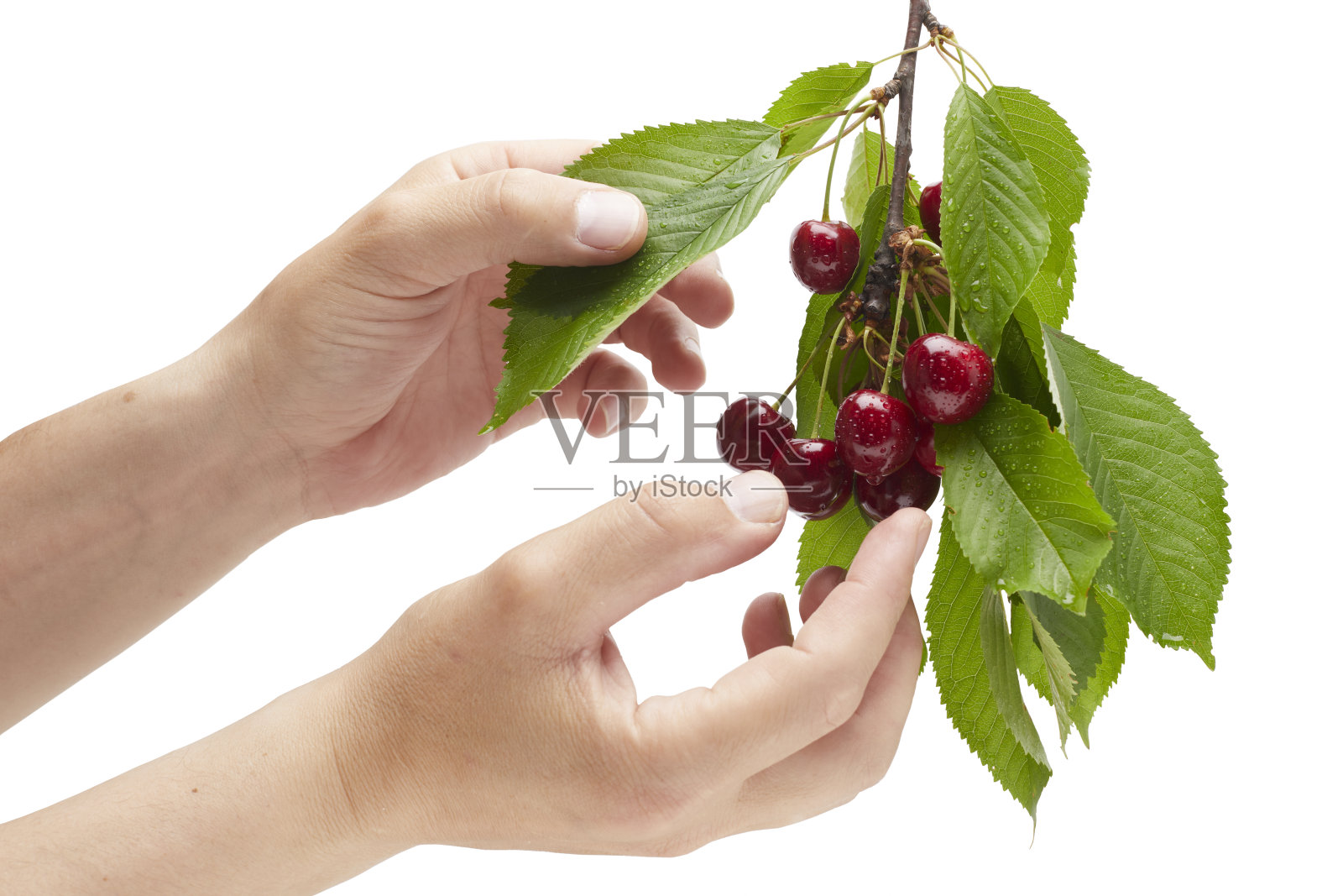 欧洲甜樱桃照片摄影图片