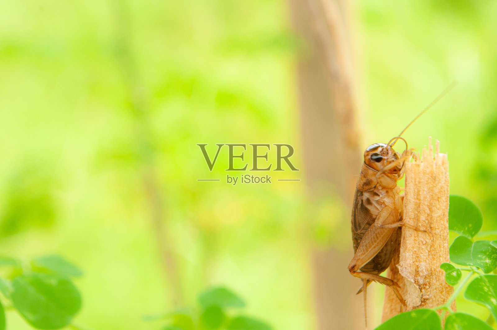 蟋蟀在树照片摄影图片