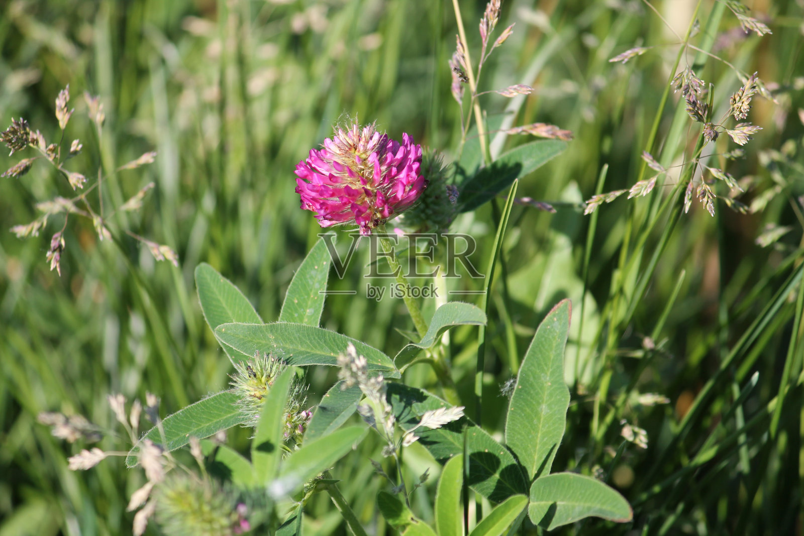 夏绿草甸之字形三叶草的花照片摄影图片