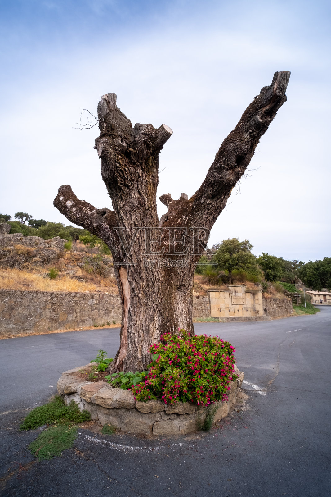 乡村小路上的一棵又老又干的榆树照片摄影图片