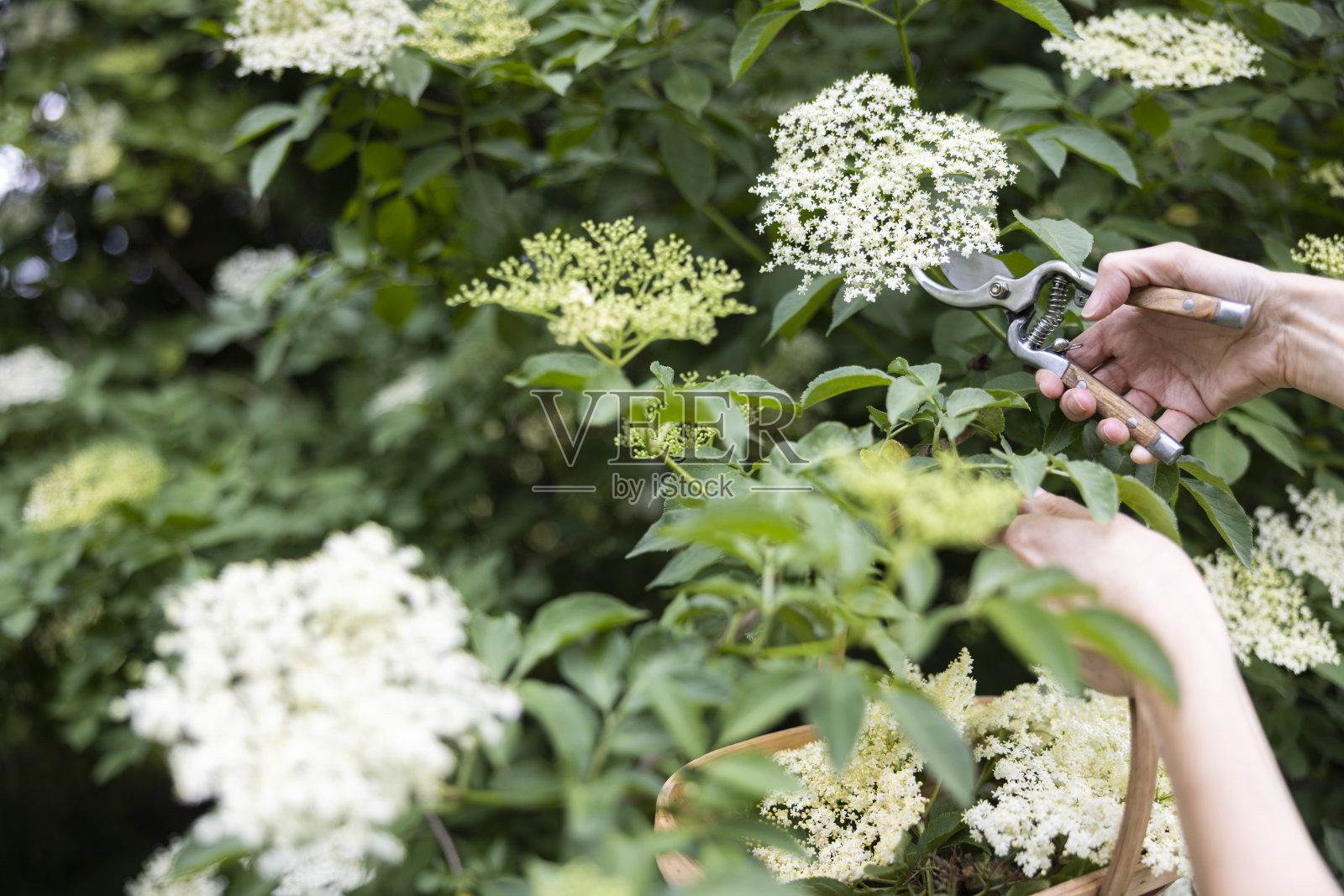 特写的女人从灌木丛中寻找和剪下野生接骨木花，并把它放在篮子里照片摄影图片