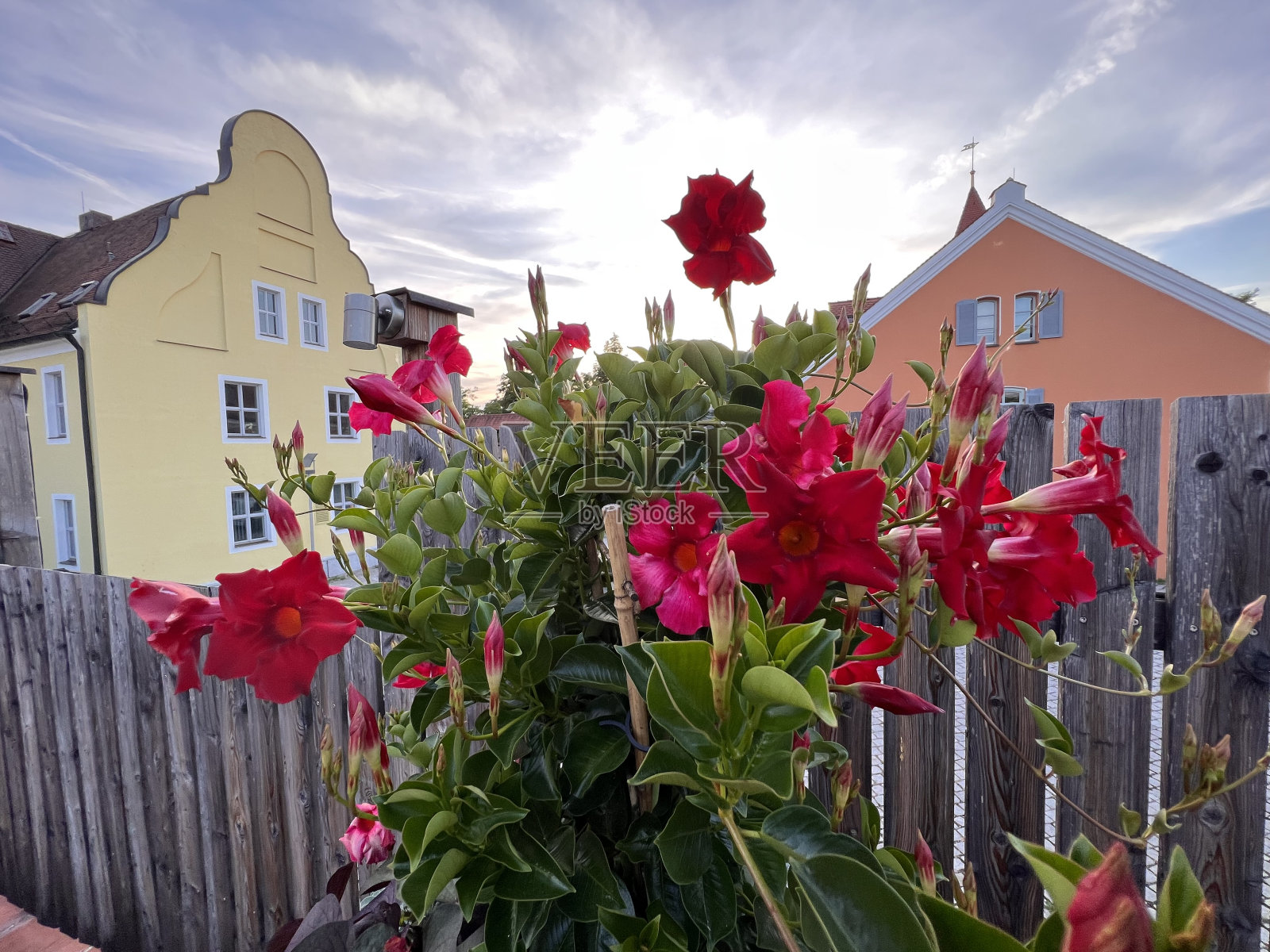 从巴伐利亚下巴伐利亚开始，从篱笆上篱笆上插上鲜花照片摄影图片