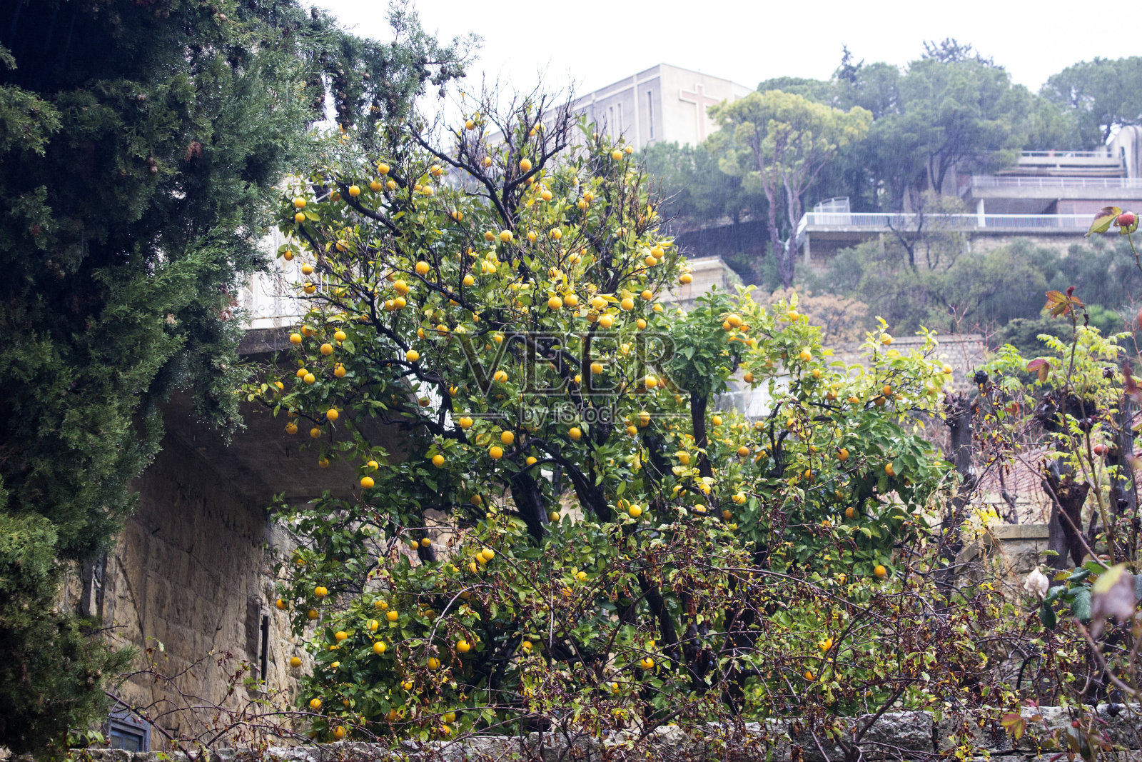 橘子树照片摄影图片