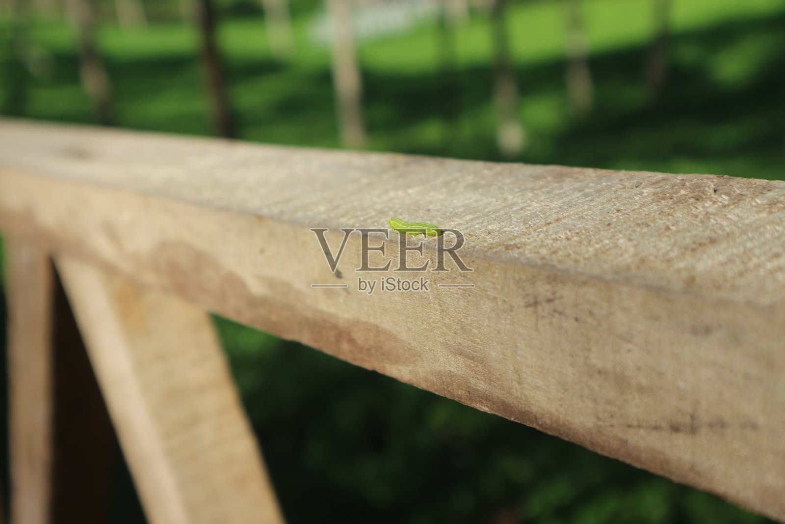 一只绿色的小毛毛虫。照片摄影图片