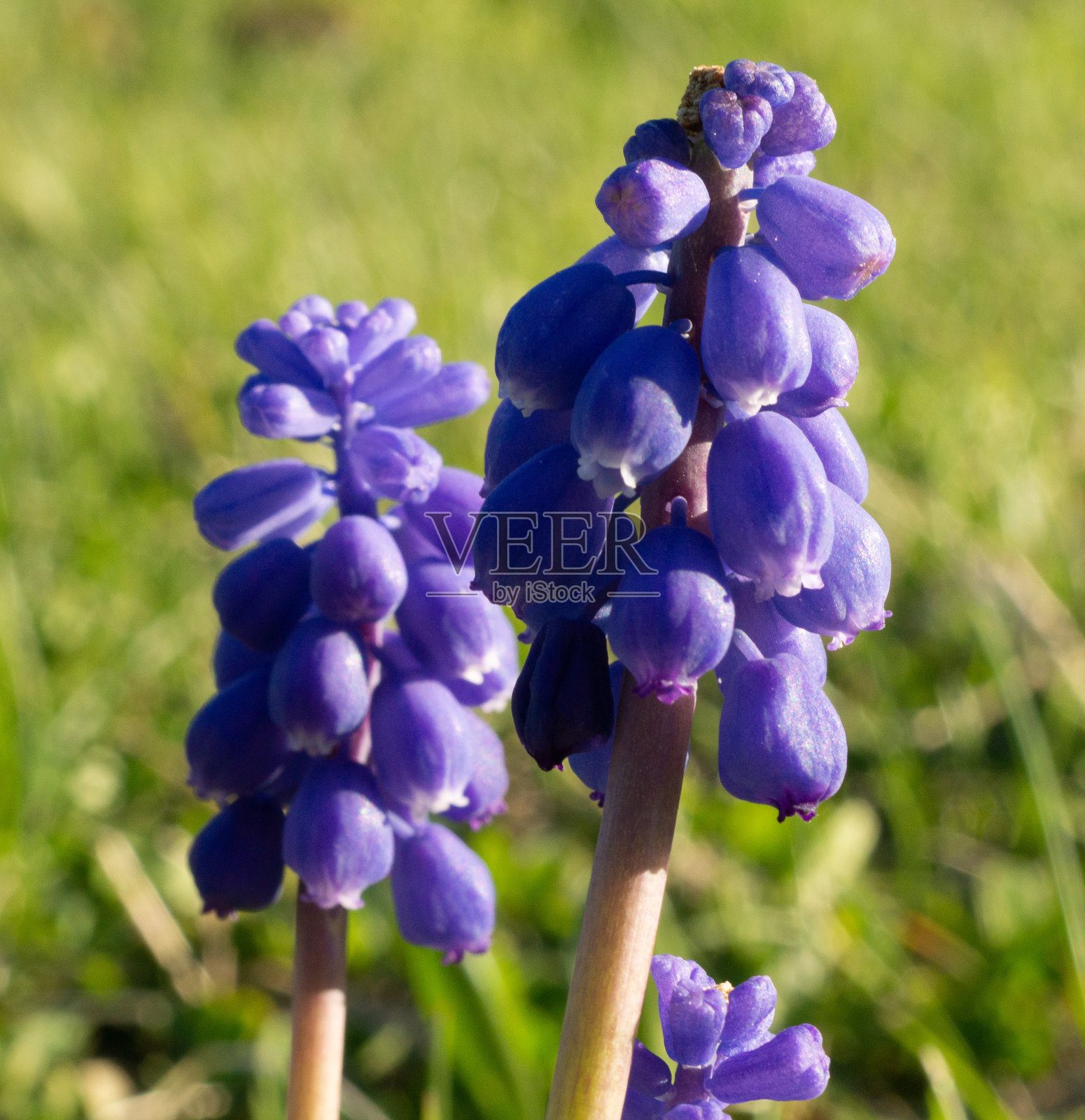 丹参宏观照片照片摄影图片