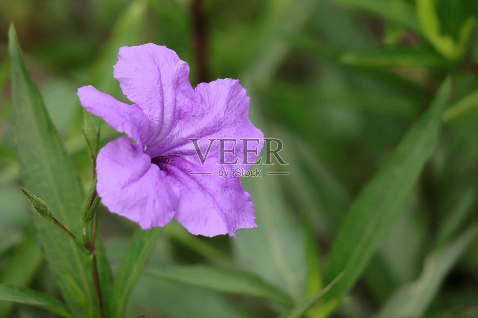 图为公园里盛开的紫柔花、墨西哥矮牵牛花、墨西哥蓝铃花、布里顿野生矮牵牛花。自然背景。照片摄影图片