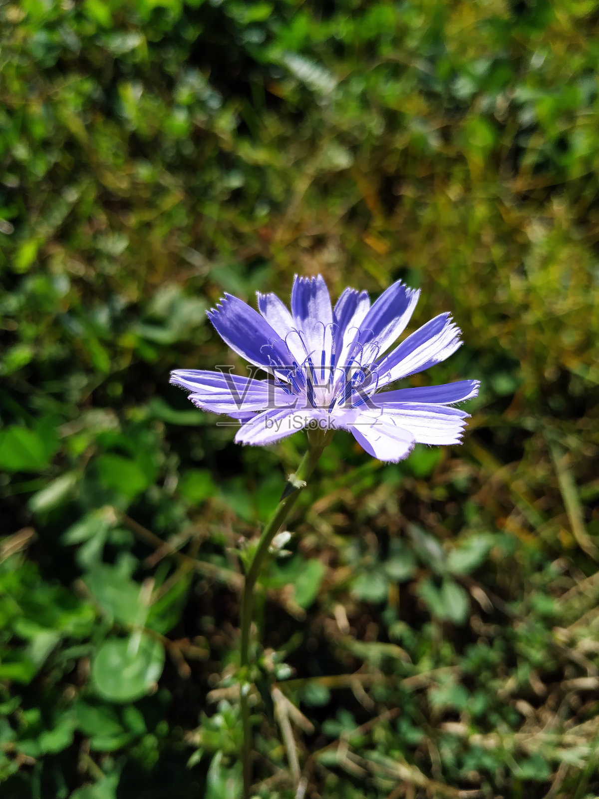 菊苣(蓝菊苣)照片摄影图片