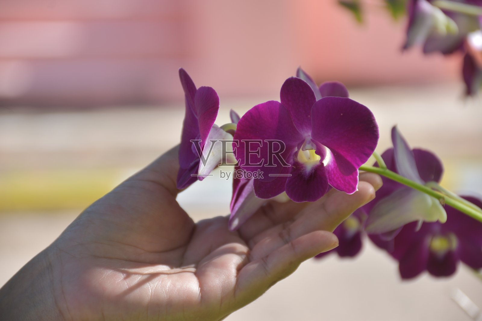 一朵美丽的紫色兰花，非常适合作为纪念品赠送。照片摄影图片