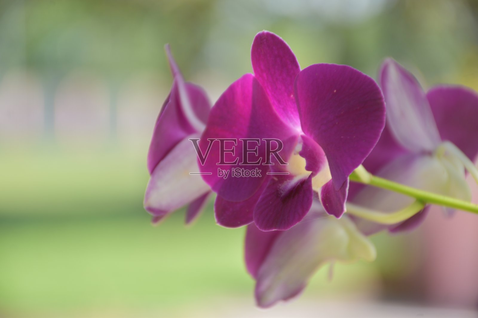 一朵美丽的紫色兰花，非常适合作为纪念品赠送。照片摄影图片