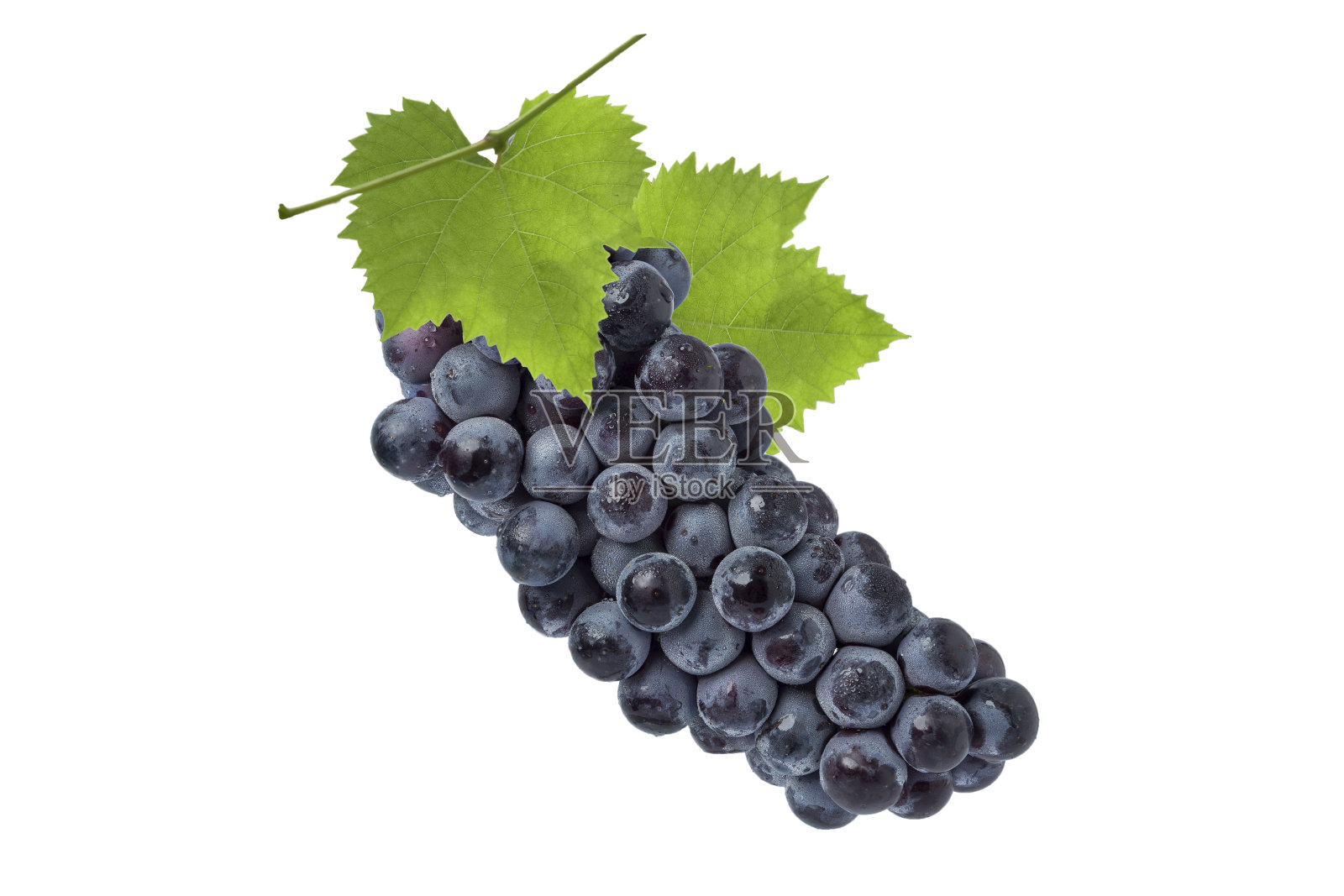 一串长着绿叶的黑葡萄。照片摄影图片