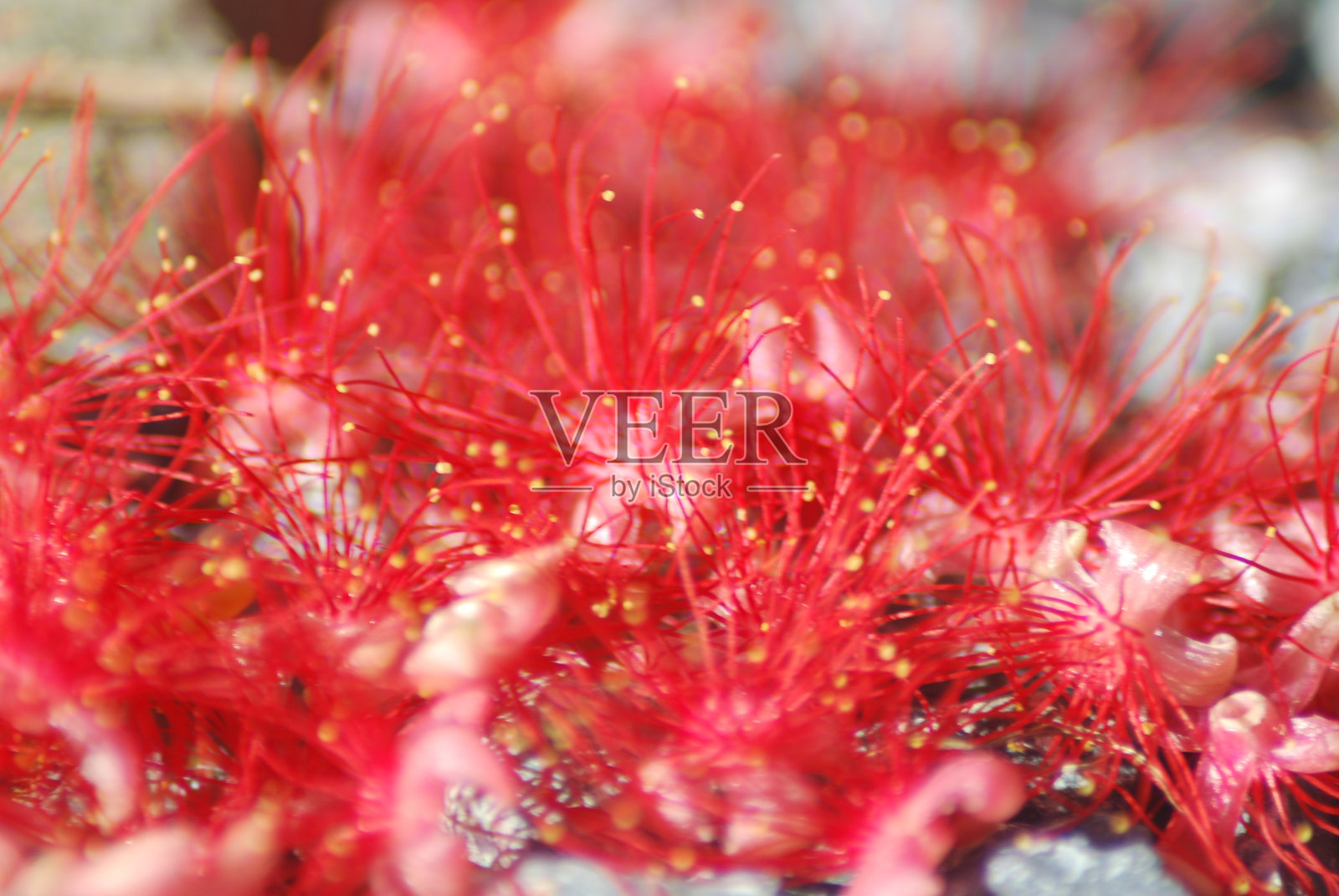 啄水花照片摄影图片