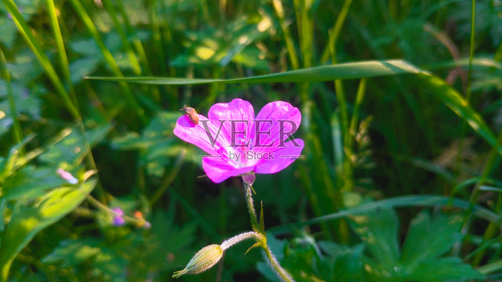 自然照片摄影图片