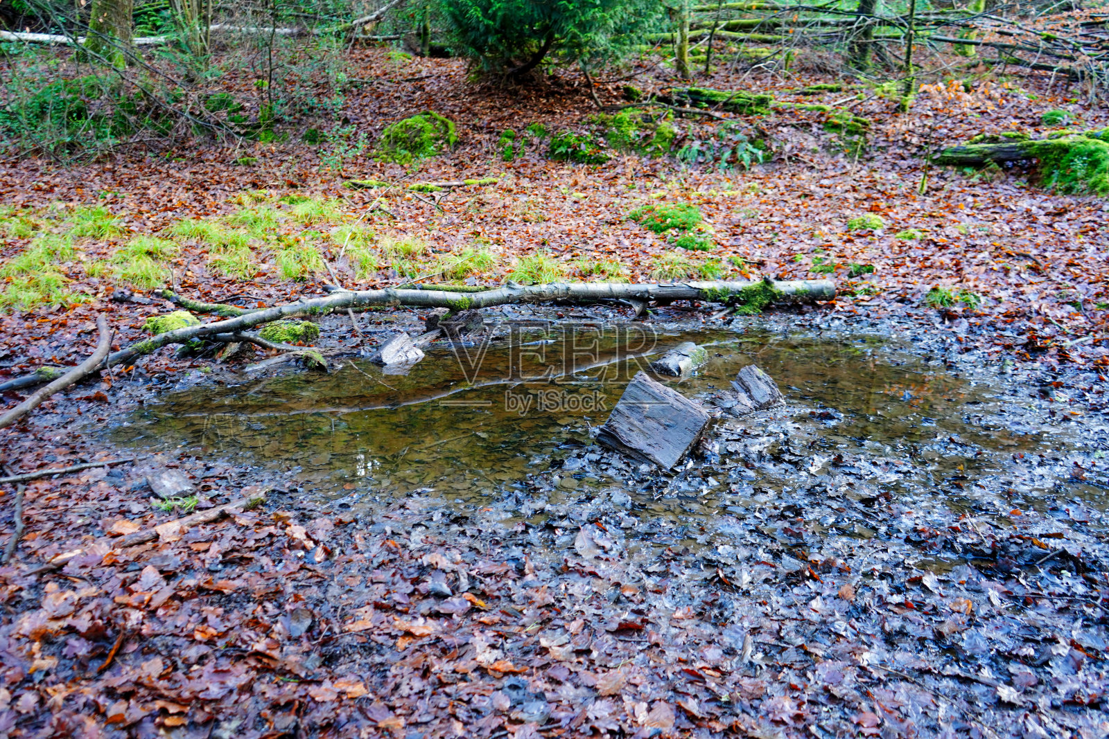 林地中央一个水坑的特写照片摄影图片