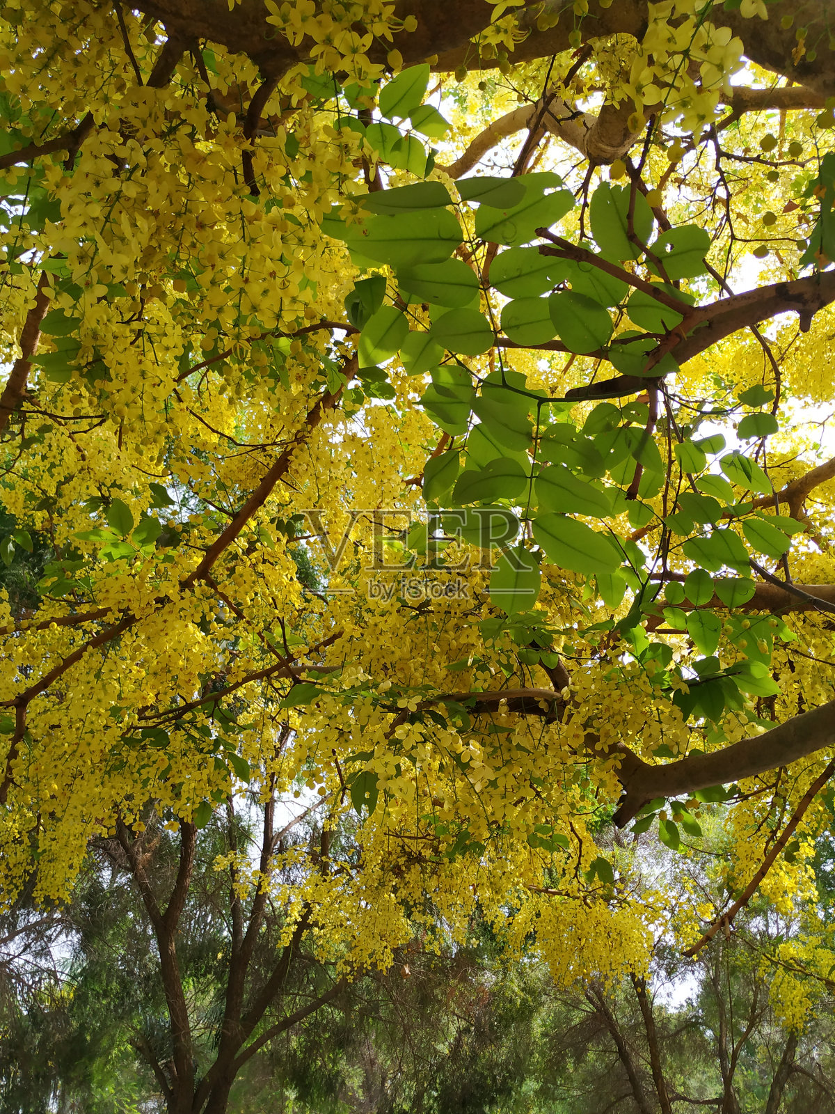 秋天的树照片摄影图片