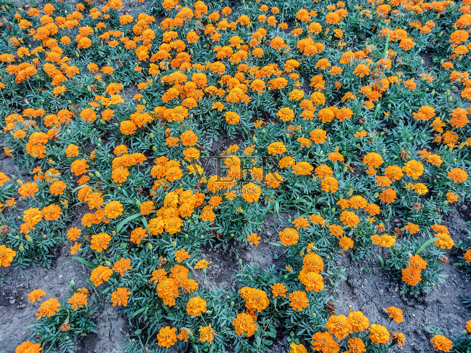 夏天的万寿菊——罗马尼亚巴亚马城照片摄影图片