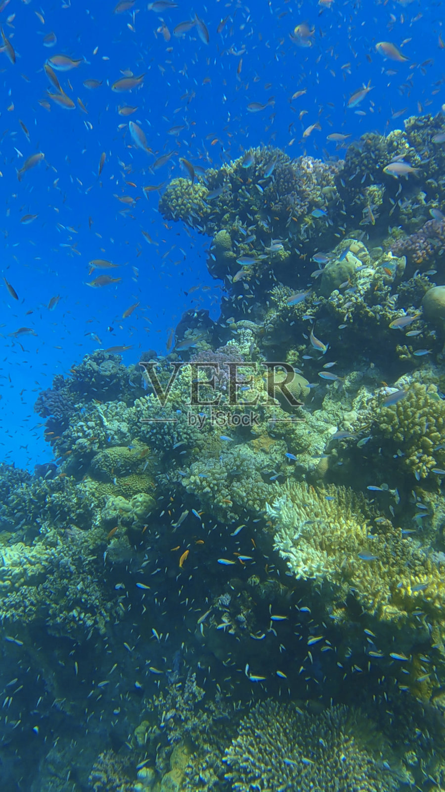 蓝色水域中珊瑚礁上游动的彩色热带鱼，海洋水下生物：阿拉伯 Chromis鱼和 Lyretail Anthias鱼，红海，埃及照片摄影图片