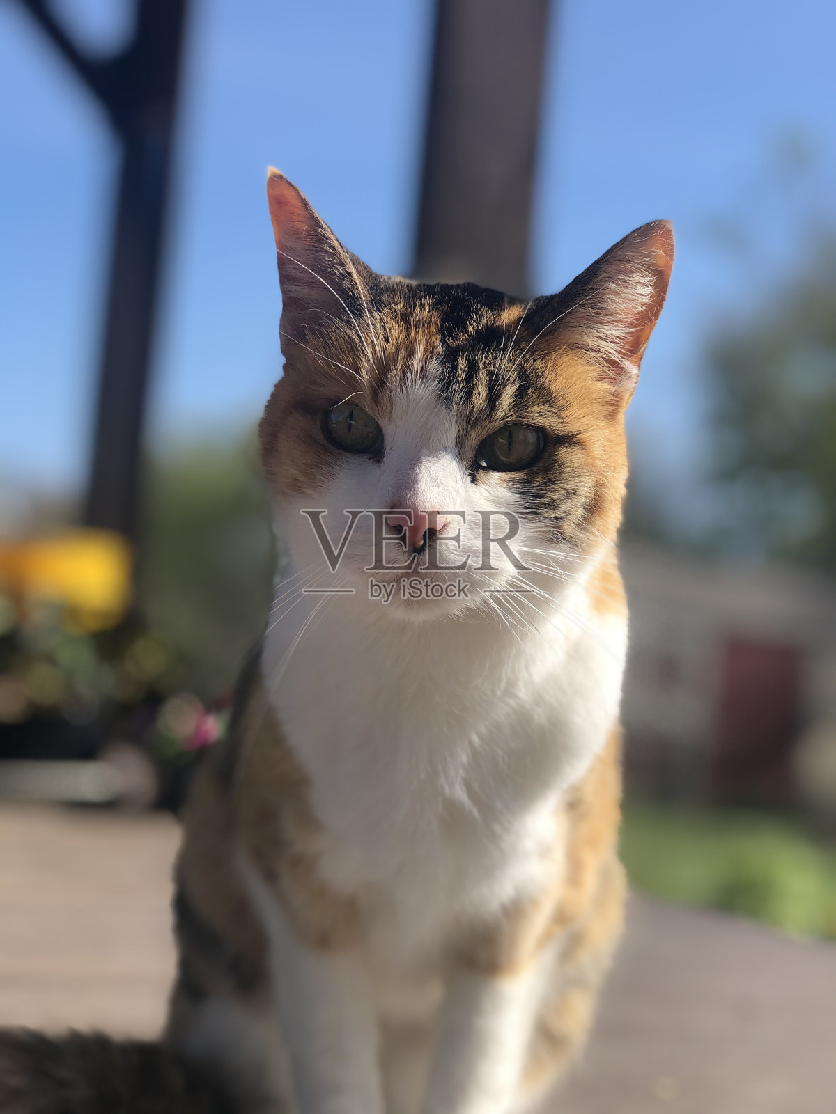 杂色猫照片摄影图片