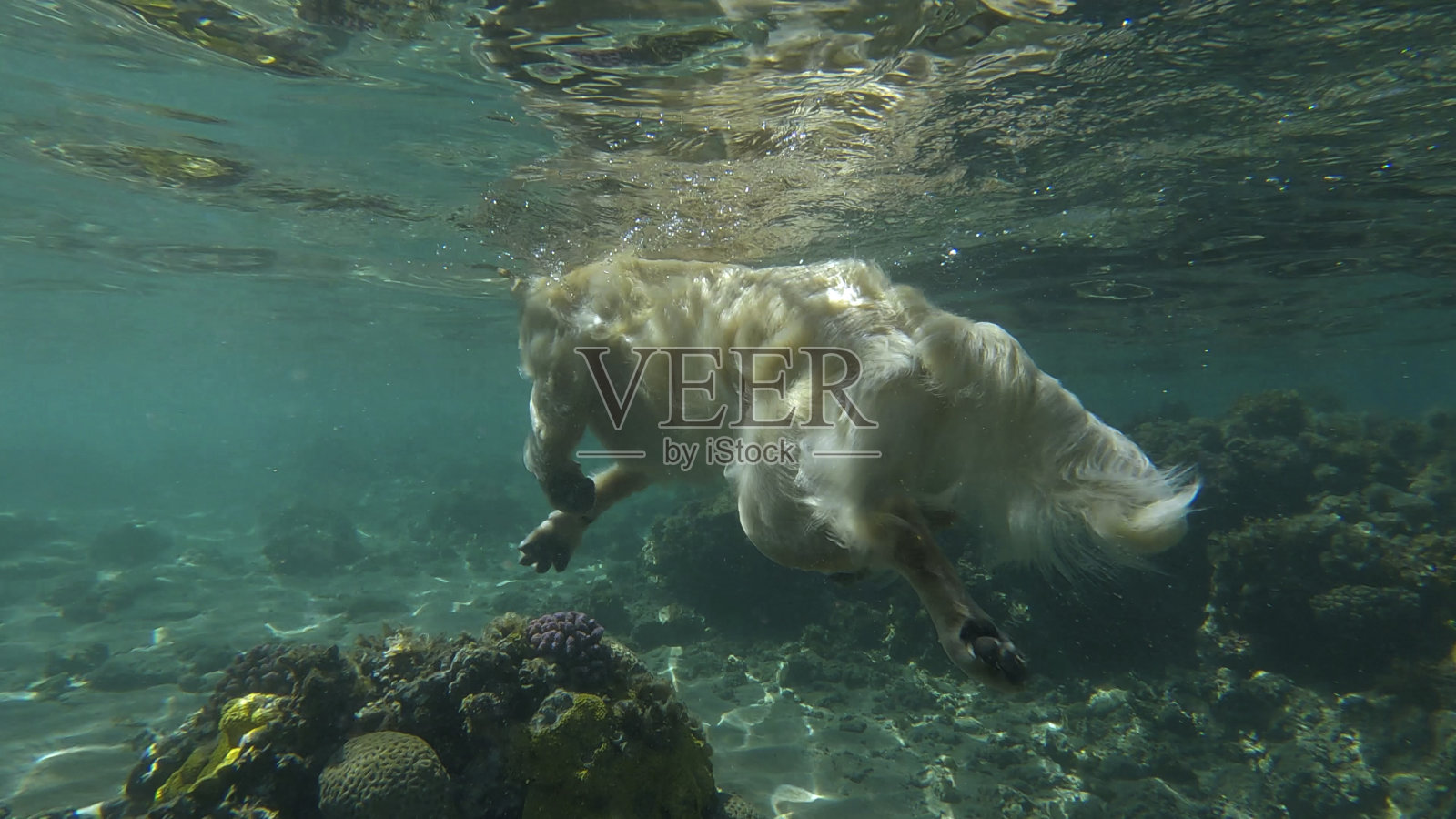 水下视角：金毛猎犬在海中游泳，埃及红海照片摄影图片