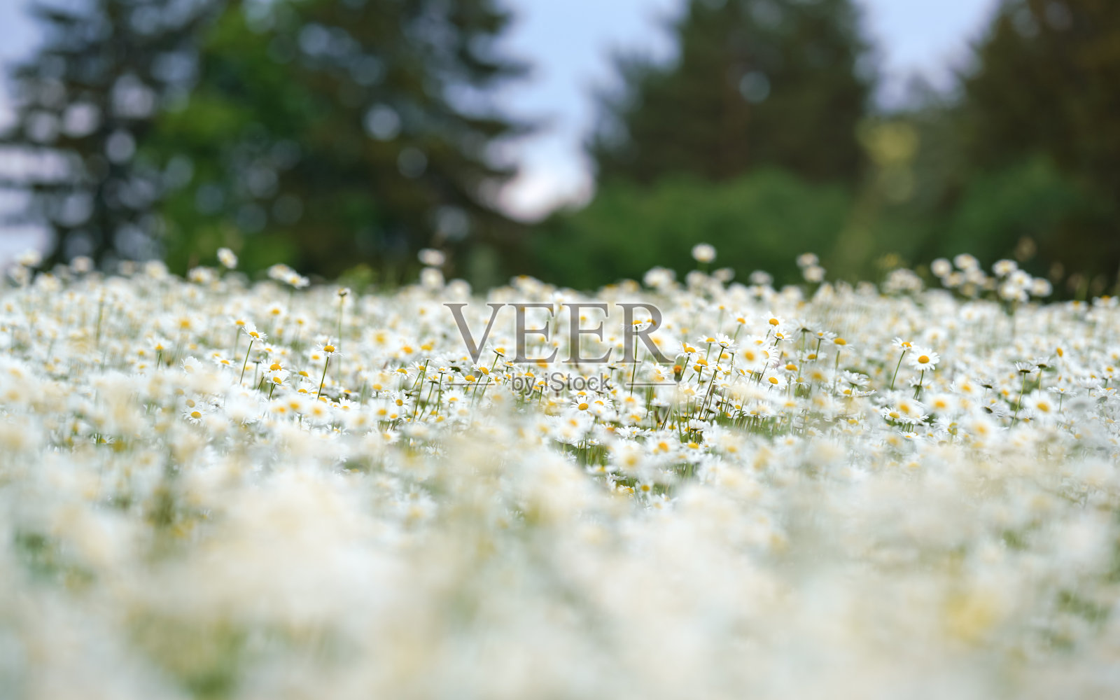 阳光照亮了春天的草甸，许多雏菊盛开，浅景深的照片，只有少数花瓣集中，模糊了森林树木的背景照片摄影图片