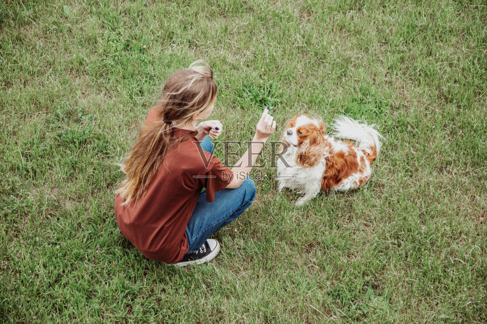 女主人饲养和训练动物狗棕色和白色骑士国王查尔斯猎犬在绿色花园，高角度照片摄影图片