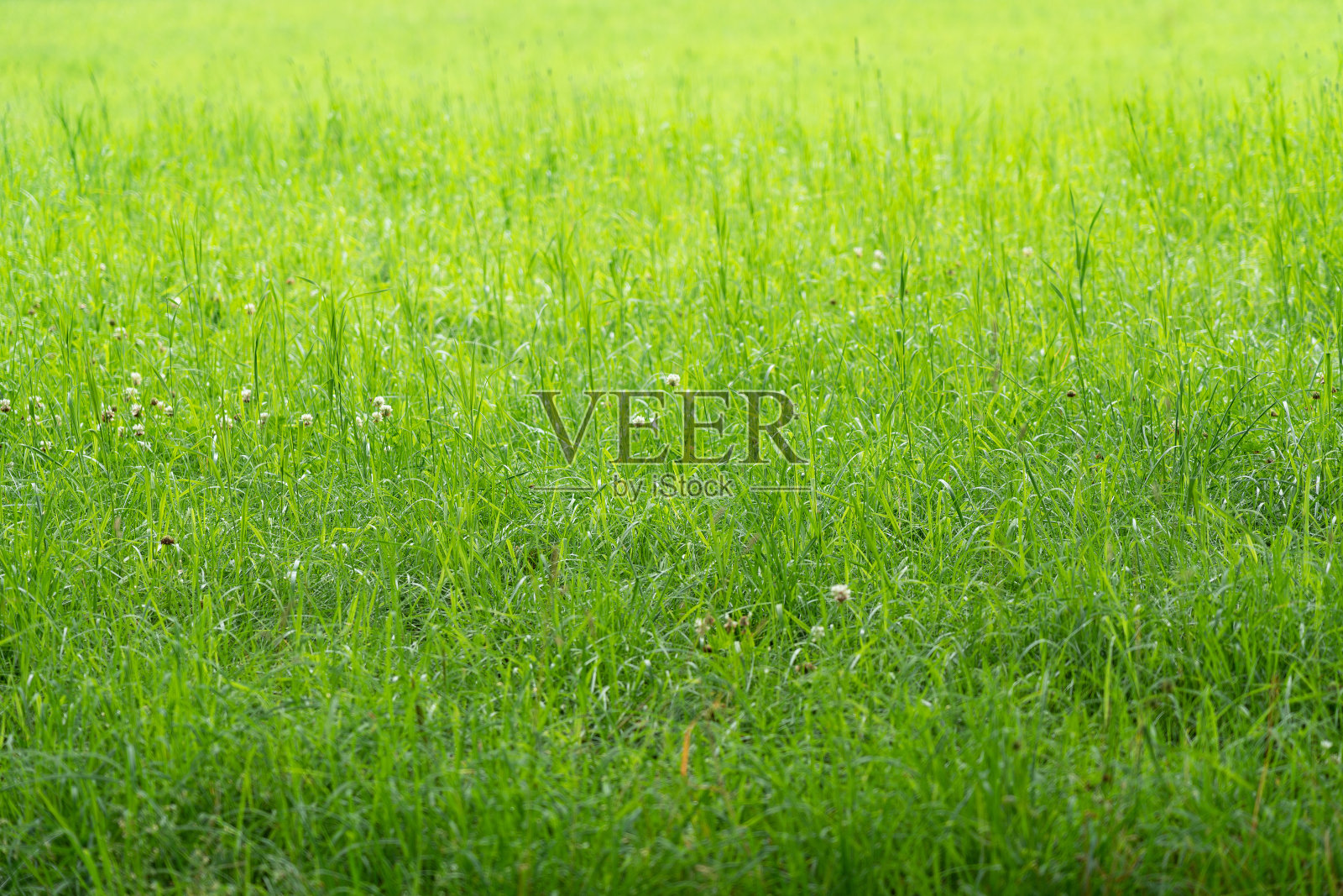 绿草原野自然草甸背景照片摄影图片