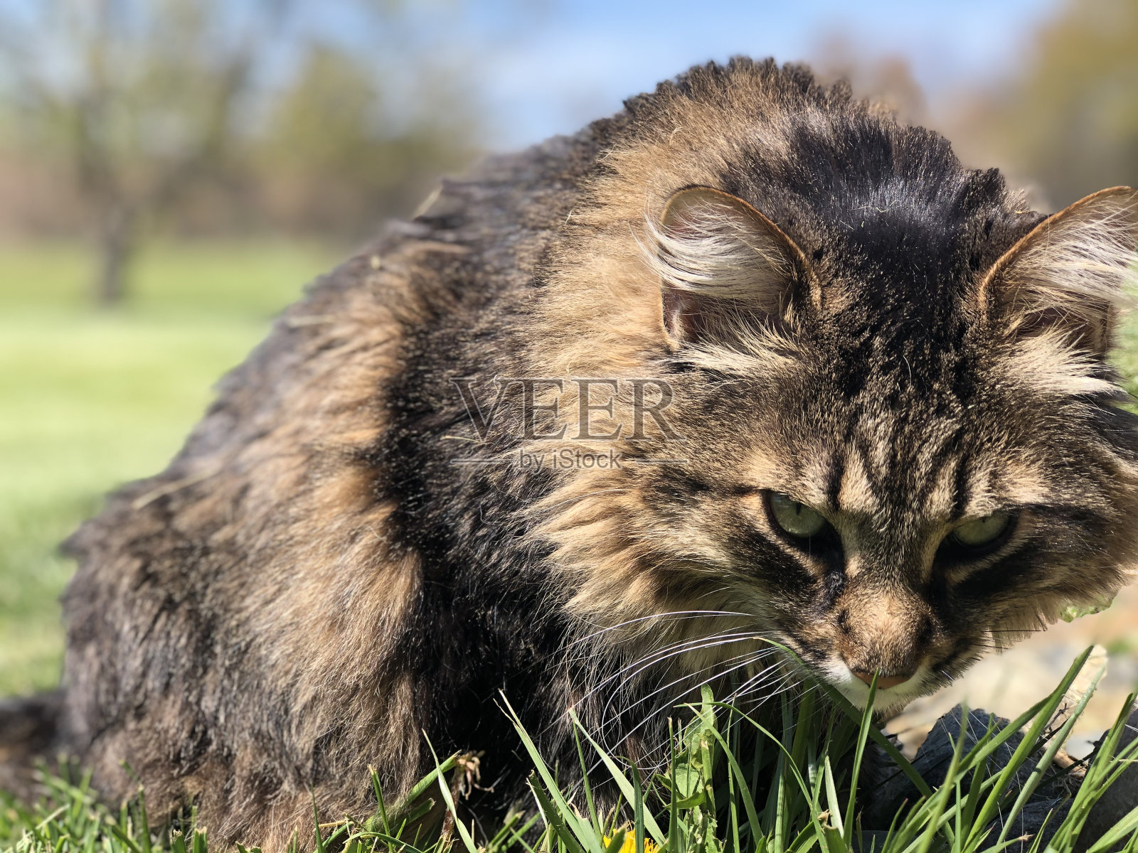 猫狩猎照片摄影图片