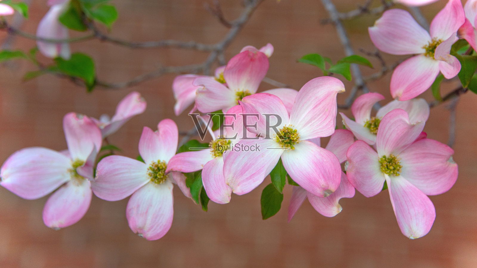 美丽的粉色山茱萸在布鲁姆-霍华德县，印第安纳州照片摄影图片