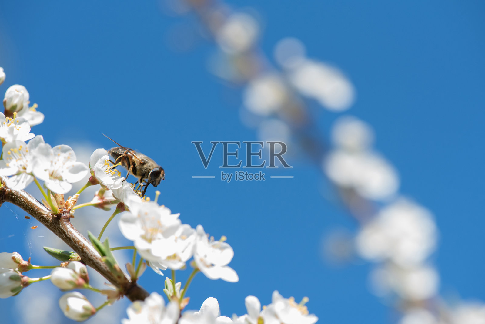 飞蝇，食花蜜蝶科，为樱花或梅子花授粉。春天开花的果树。照片摄影图片