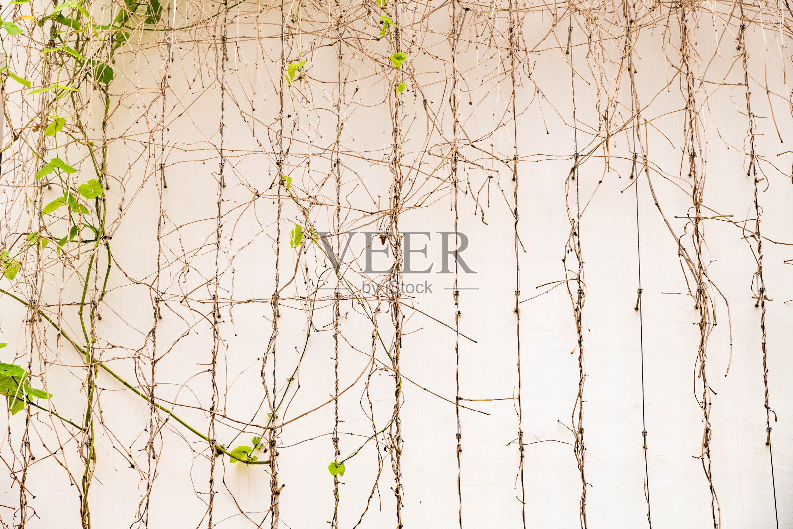 绿色建筑照片摄影图片